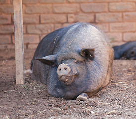 Image showing Pig on a farm in the summer