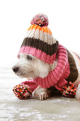 Image showing Dog wearing winter woollen clothing