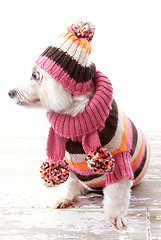 Image showing Dog wearing winter sweater beanie scarf