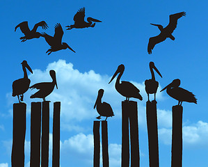 Image showing Pelicans on the old pier