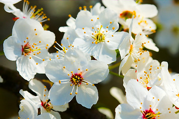 Image showing spring blossom