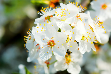 Image showing spring blossom