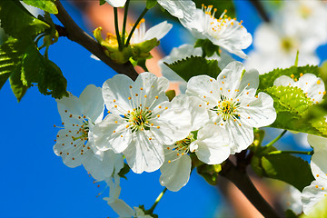 Image showing spring blossom