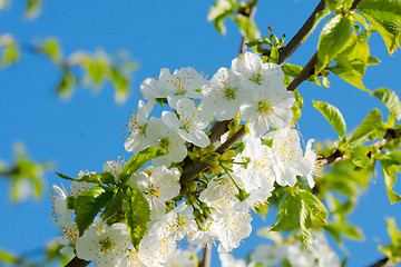 Image showing spring blossom