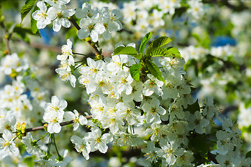 Image showing spring blossom