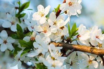 Image showing spring blossom