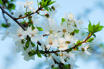 Image showing spring blossom