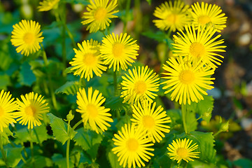 Image showing Beautiful yellow colorful spring flower background