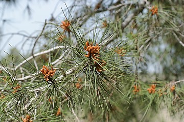 Image showing Male pollen cones (strobili)  on among needles on Mediterranean pine tree, shallow DOF