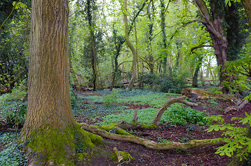 Image showing Boreal forest