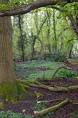 Image showing Forest