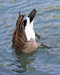 Image showing Bottoms Up