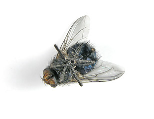 Image showing Dead Fly Macro