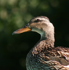 Image showing Duck Portrait