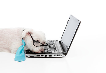 Image showing Tired or overworked dog sleeping at computer laptop