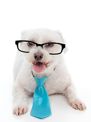 Image showing Dog wearing eye glasses