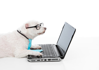 Image showing Savvy dog using a computer laptop