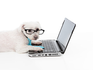 Image showing Business or Educated dog using compuer