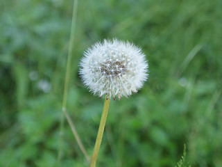 Image showing Dandelion flower