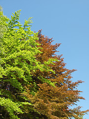 Image showing Tree plant