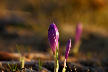 Image showing fresh crocus