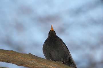 Image showing turdus merula