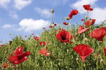 Image showing poppies