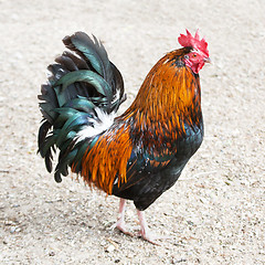 Image showing Rooster or Cockerel