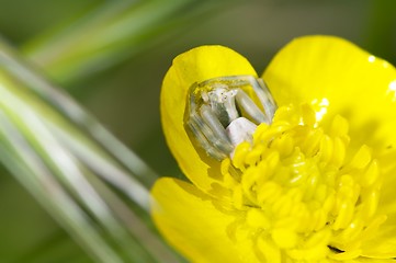 Image showing Crab spider hiding in a flower