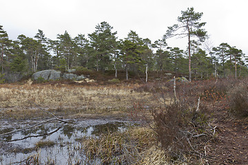 Image showing rural scene with tree, marsh and stone