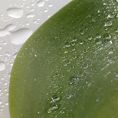 Image showing green leaf and water drops