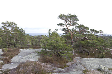 Image showing rural landscape with conifers in norway