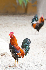 Image showing Roosters or cockerels in a yard