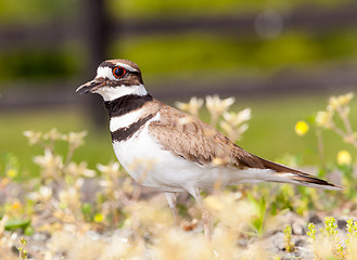 Image showing Killdeer bird defending its nest