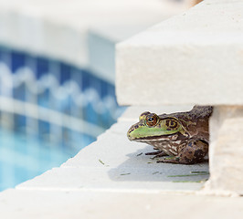 Image showing Bullfrog crouching under edge of pool