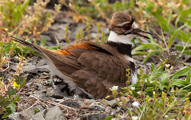 Image showing Killdeer bird sitting on nest with young