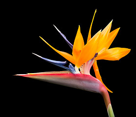 Image showing Isolated shot of bird of paradise flower path