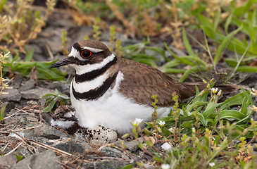 Image showing Killdeer bird sitting on nest with young