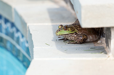 Image showing Bullfrog crouching under edge of pool