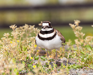 Image showing Killdeer bird defending its nest