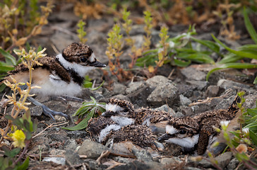 Image showing Baby Killdeer chick in nest with eggs