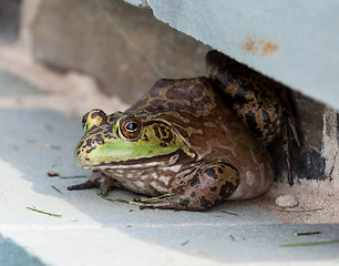 Image showing Bullfrog crouching under edge of pool