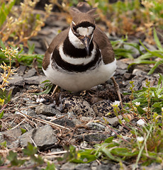 Image showing Killdeer bird sitting on nest with young