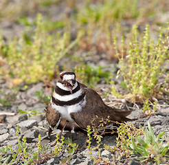 Image showing Killdeer bird defending its nest