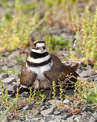 Image showing Killdeer bird defending its nest