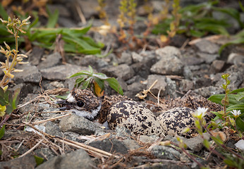 Image showing Baby Killdeer chick in nest with eggs