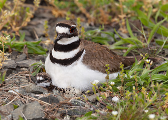 Image showing Killdeer bird sitting on nest with young