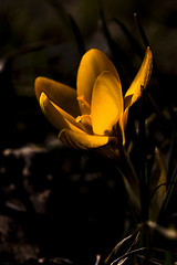 Image showing yellow crocus