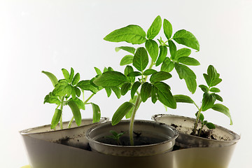 Image showing tomato seedlings