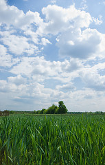 Image showing green fields